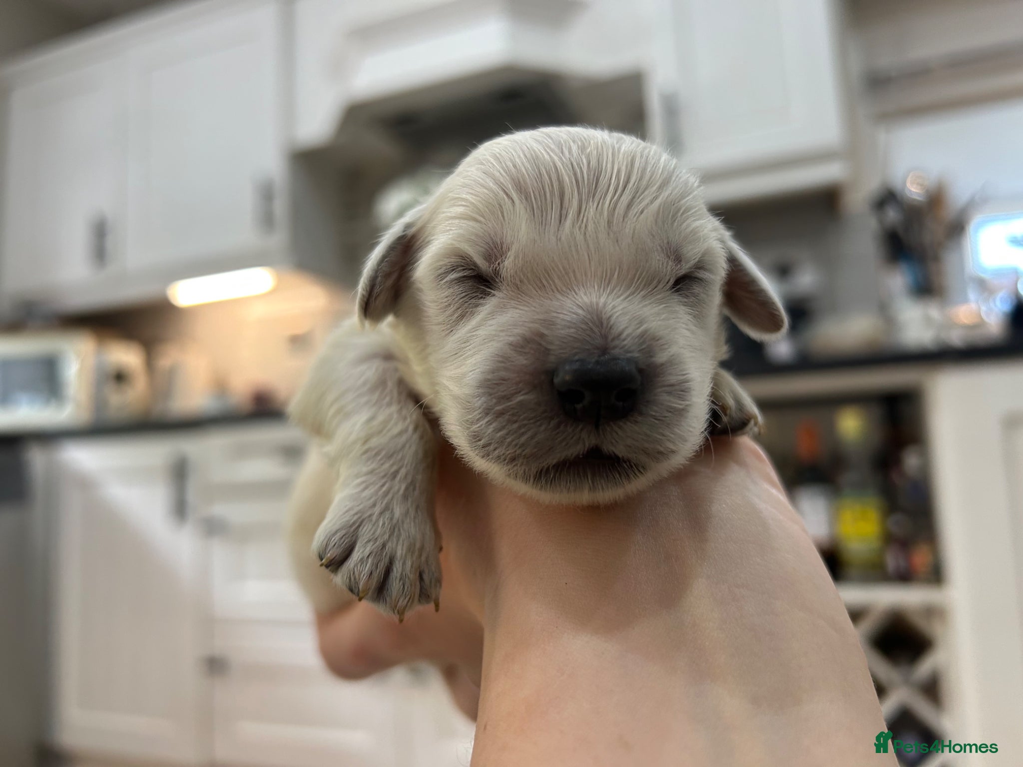 Golden Retriever dogs Gorgeous golden retriever pups - Advert 5