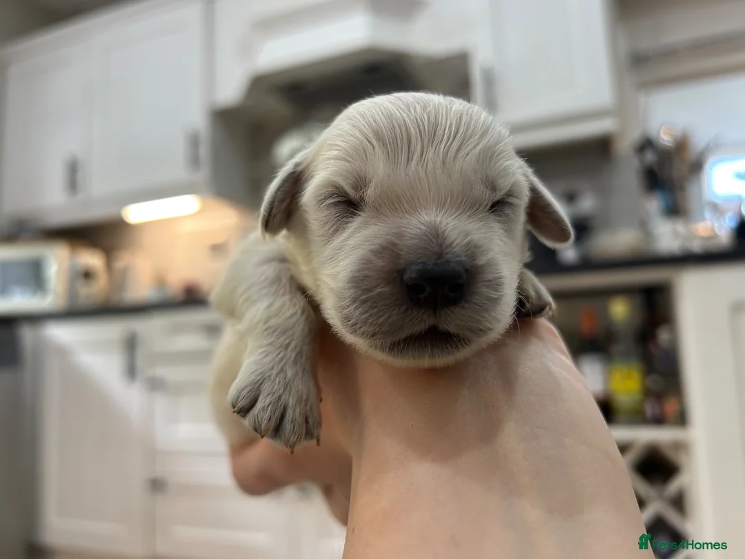 Golden Retriever dogs for sale: Gorgeous golden retriever pups - Advert 2