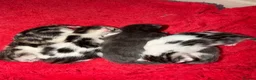 Mixed Breed cats for sale: Absolutely beautiful kittens, bengal crossbred - Advert 14