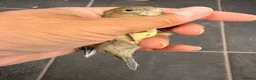 Canaries birds for sale: x3 hens canary’s fit and 2 harlequin males - Advert 7