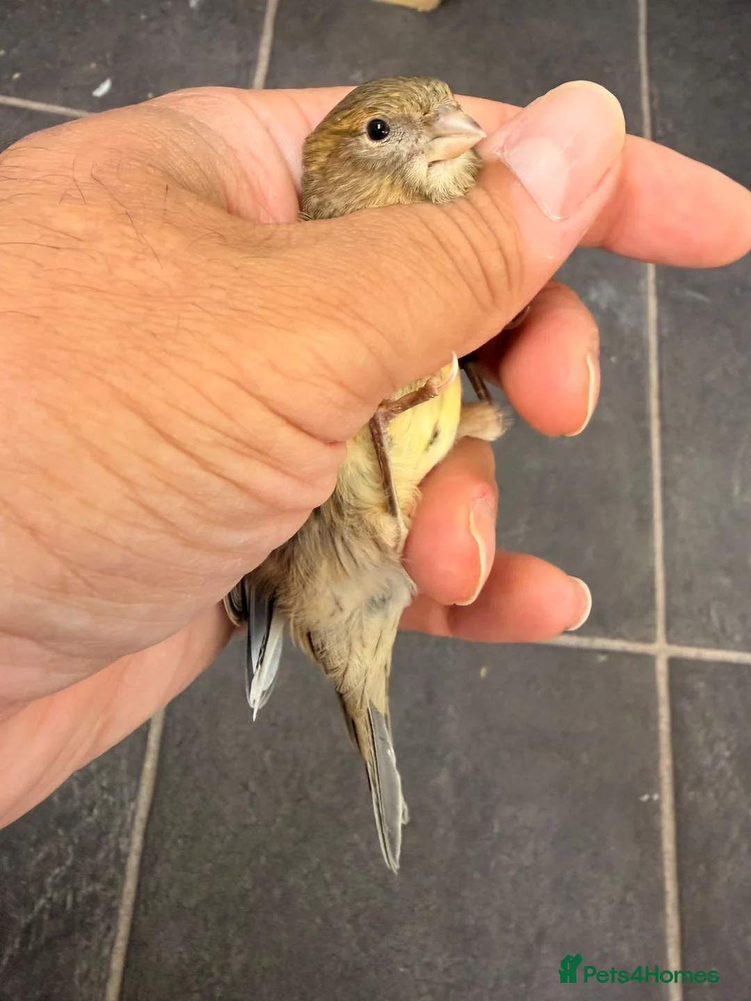 Canaries birds for sale: x3 hens canary’s fit and 2 harlequin males - Advert 7
