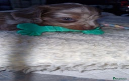 Miniature Dachshund dogs for sale: Longhaired miniature dachshunds  - Image 30