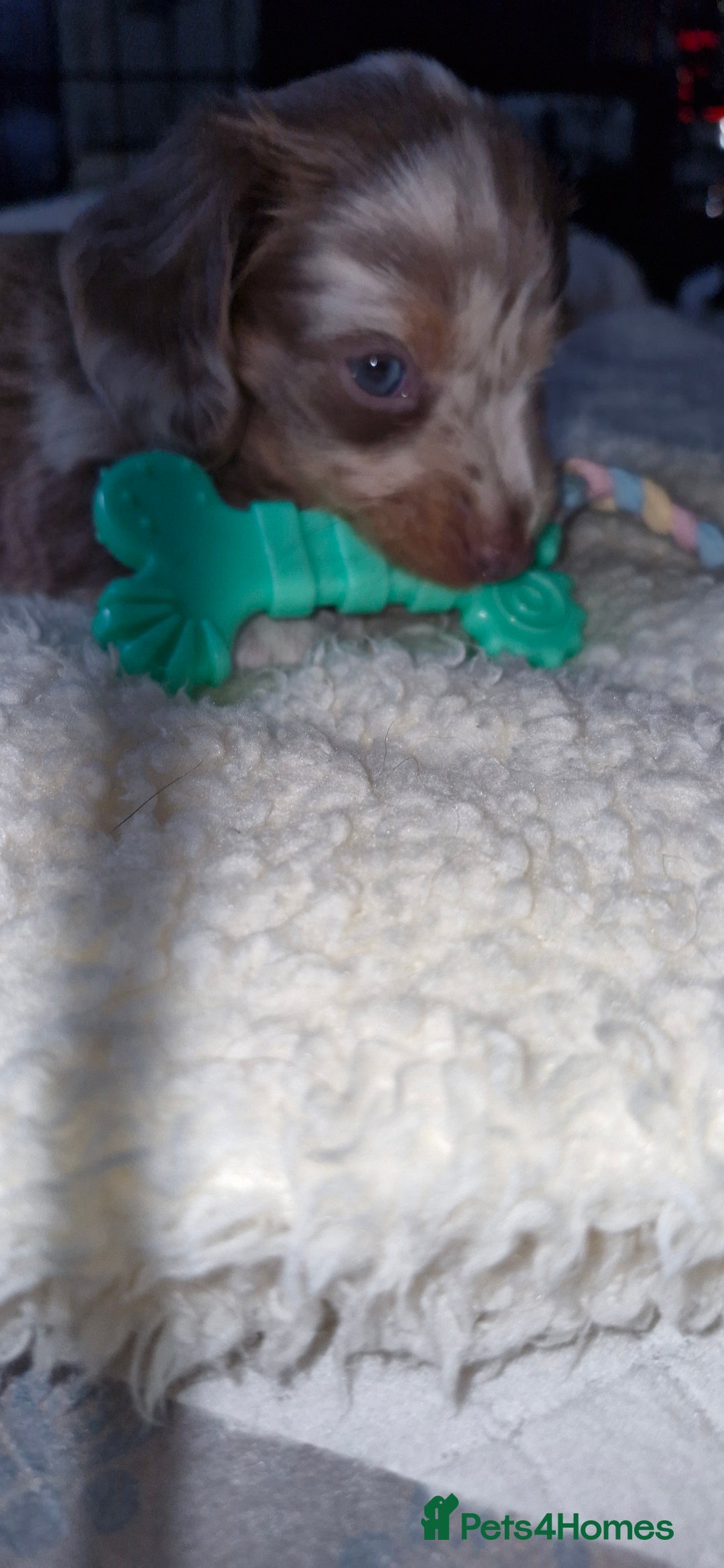 Miniature Dachshund dogs for sale: Longhaired miniature dachshunds  - Image 30