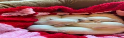 Maltese dogs for sale: Gorgeous Maltese Puppies  - Advert 5