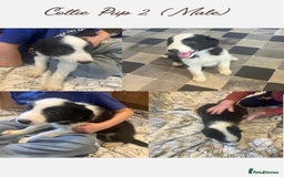 Border Collie dogs for sale: 5 Border Collie Pups  - Image 2
