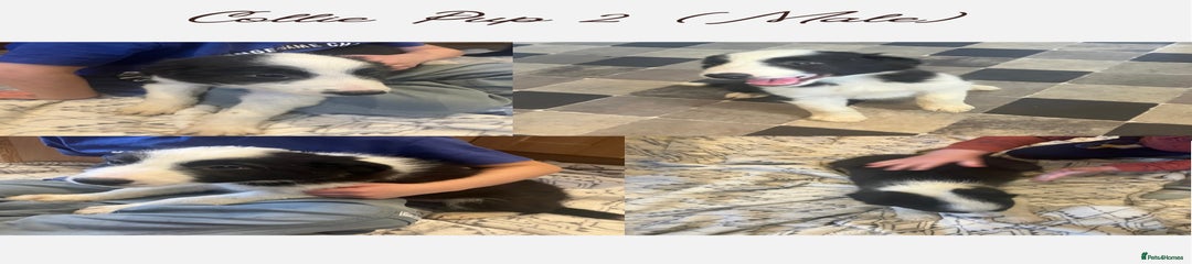 Border Collie Puppy 2