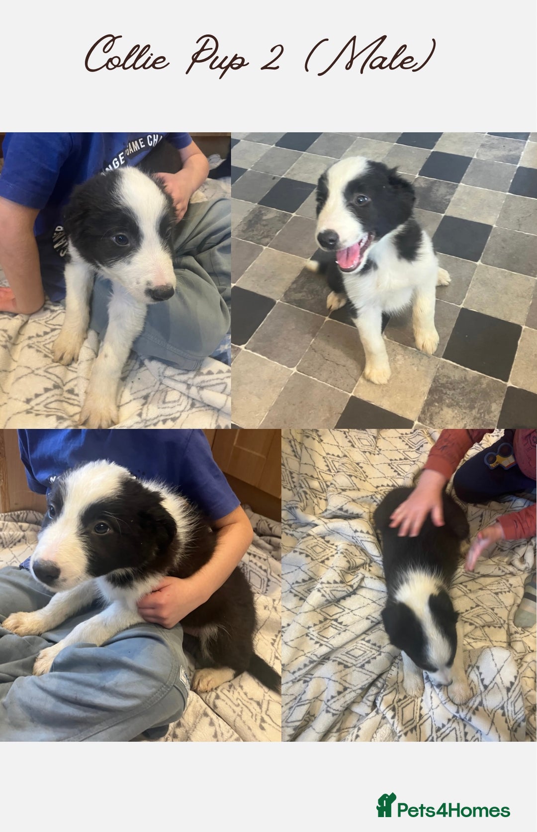Border Collie dogs for sale: 5 Border Collie Pups  - Image 2