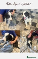 Border Collie dogs - Advert 1