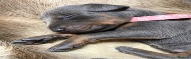 Dobermann 8