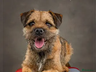 Border Terrier dogs SLEM Clear - KC Registered Stud Dog - Advert 22