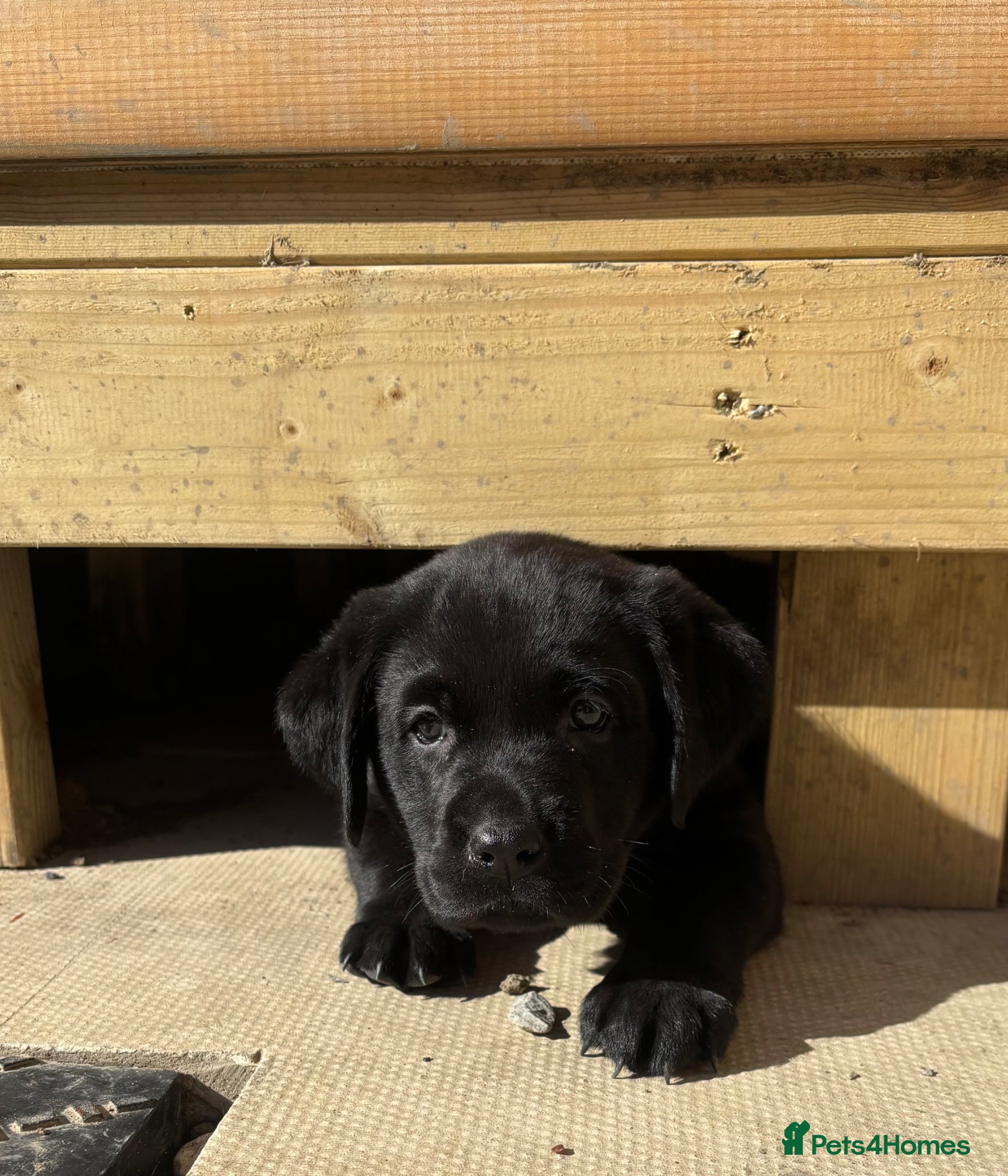 Labrador Retriever dogs Black Labrador puppies  - Advert 9