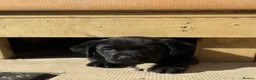 Labrador Retriever dogs for sale: 🌟Ready now! 🌟 Black Labrador puppies  - Advert 5
