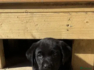 Labrador Retriever dogs Black Labrador puppies - Advert 9