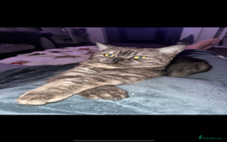 Mixed Breed cats for sale: 4 little girls ready now - Advert 6