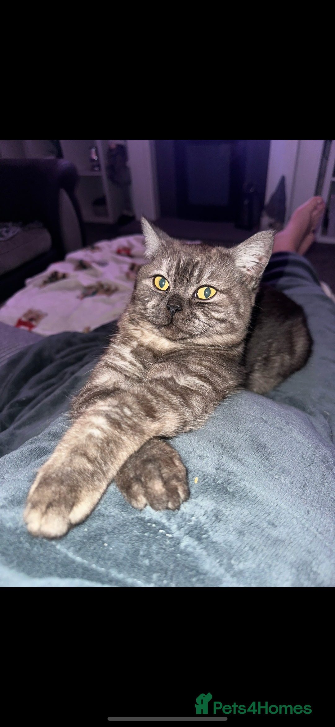 Mixed Breed cats for sale: 4 little girls ready now - Advert 6