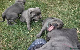 Staffordshire Bull Terrier dogs for sale: Chunky Staffy pups 💕 2 girls left, Ready to leave - Image 34