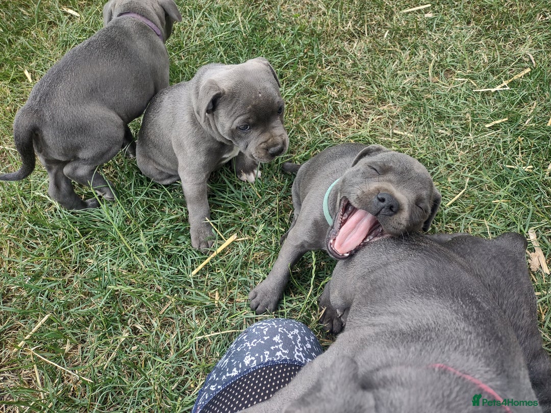 Staffordshire Bull Terrier dogs for sale: Chunky Staffy pups 💕 2 girls left, Ready to leave - Image 34