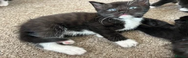 Mixed Breed Kitten 1