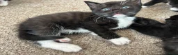 Mixed Breed cats for sale: Mixed Turkish Van Kittens  in Bristol - Advert 3