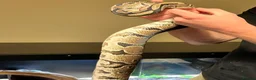 Python Snake reptiles for sale: Royal python  - Advert 5