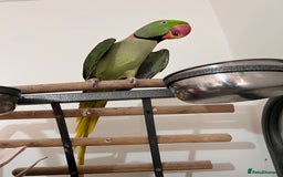Parrots birds for sale: Alexandrine male - Image 2