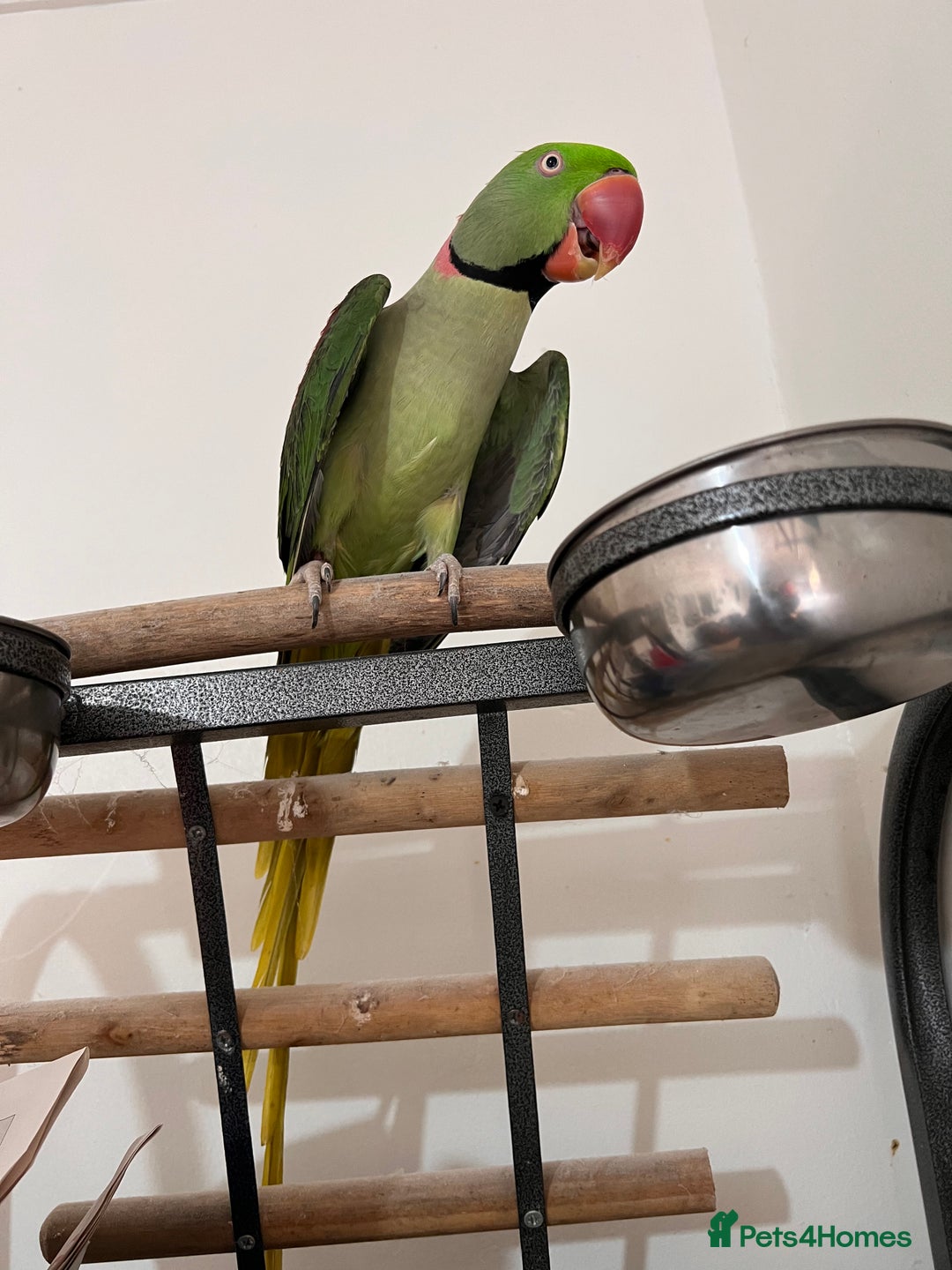 Parrots birds for sale: Alexandrine male - Image 2