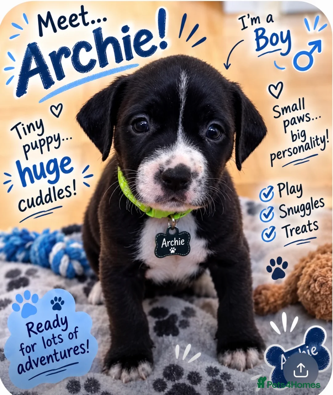 Mixed Breed dogs for sale: Amazing Cockerbull puppies - Advert 9