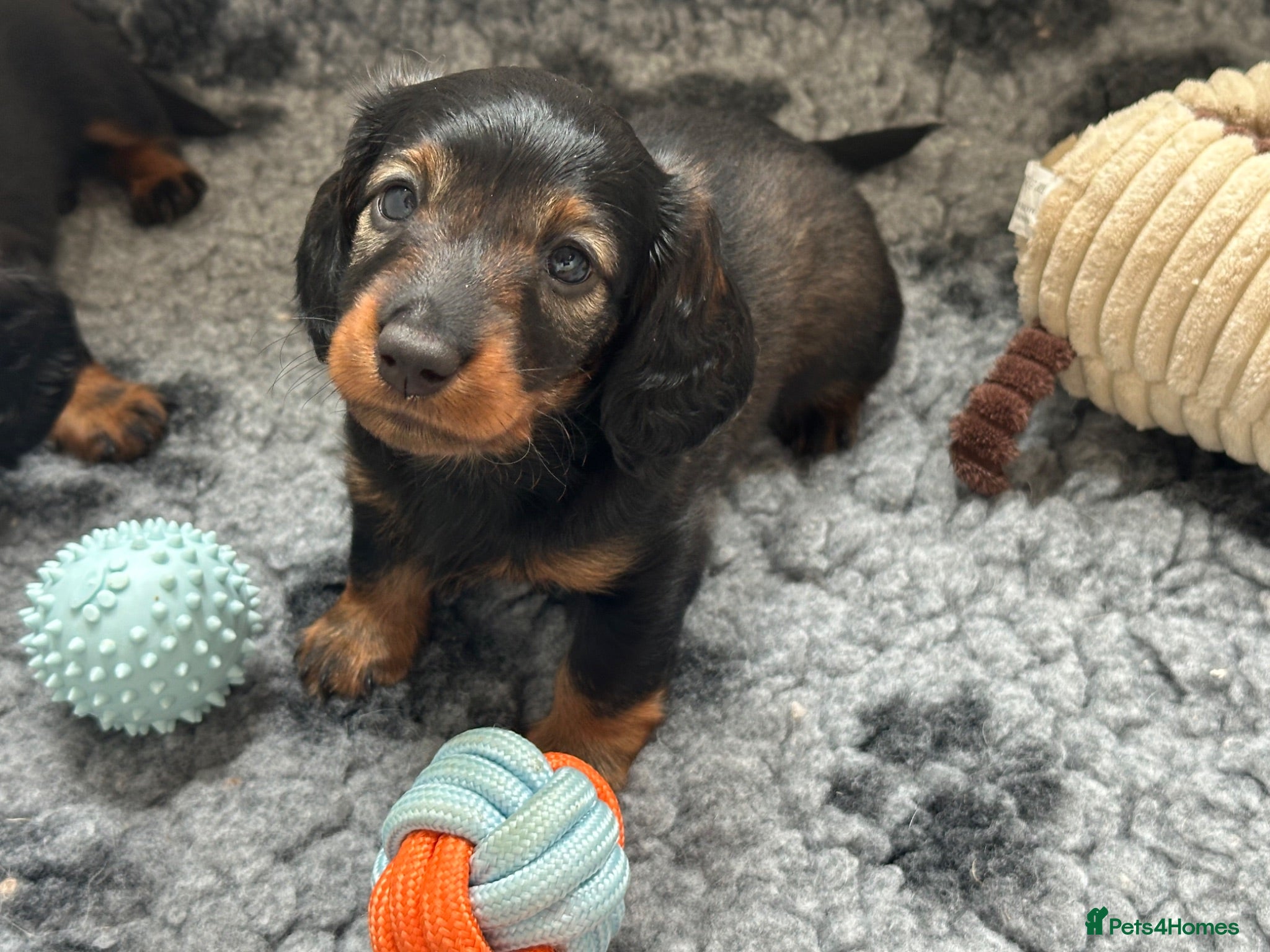Miniature Dachshund dogs Long haired miniature daschunds  - Advert 2