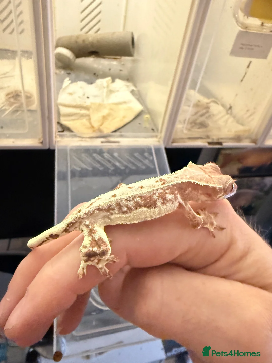 Gecko reptiles for sale: Geckos for sale  - Advert 2