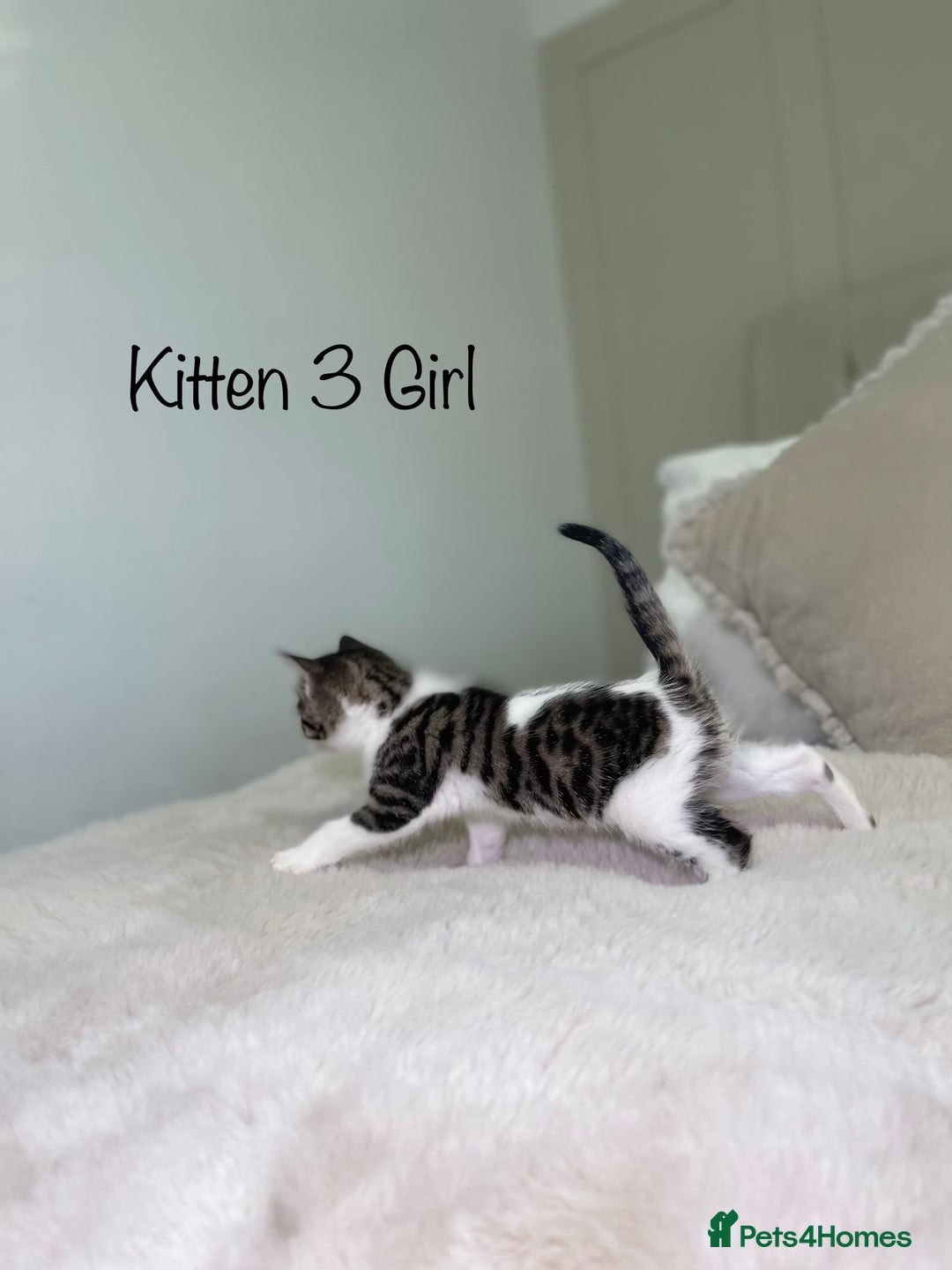 Mixed Breed cats for sale: Beautiful kittens 8 weeks old ready now  - Advert 10