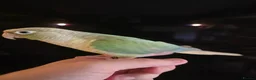 Conures birds for sale:  Hand readed Mooncheek Conure with Full Setup  in Montacute - Advert 2