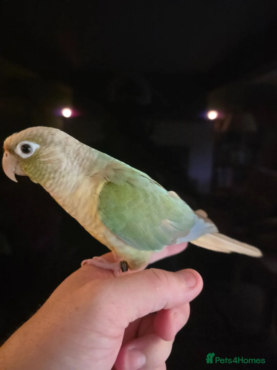 Conures birds for sale:  Hand readed Mooncheek Conure with Full Setup  in Montacute - Advert 2
