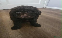 Miniature Poodle dogs for sale: Mini poodle puppies  - Image 7