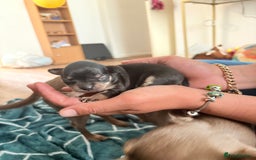 Chihuahua dogs for sale: 3 gorgeous boys  - Image 3