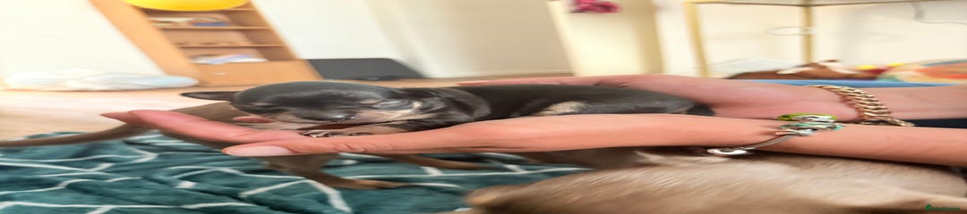Chihuahua Puppy 2