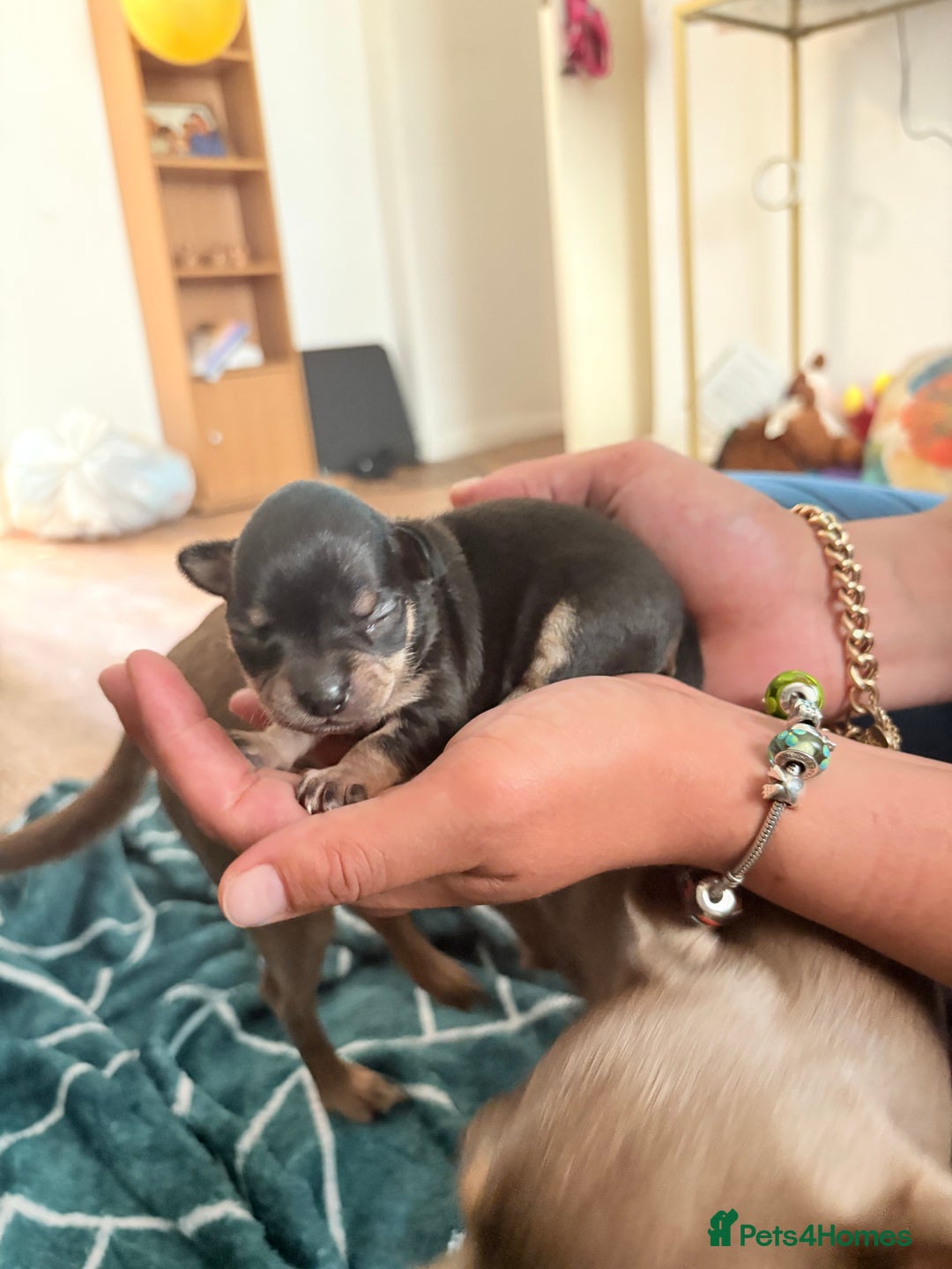 Chihuahua dogs for sale: 3 gorgeous boys  - Image 3