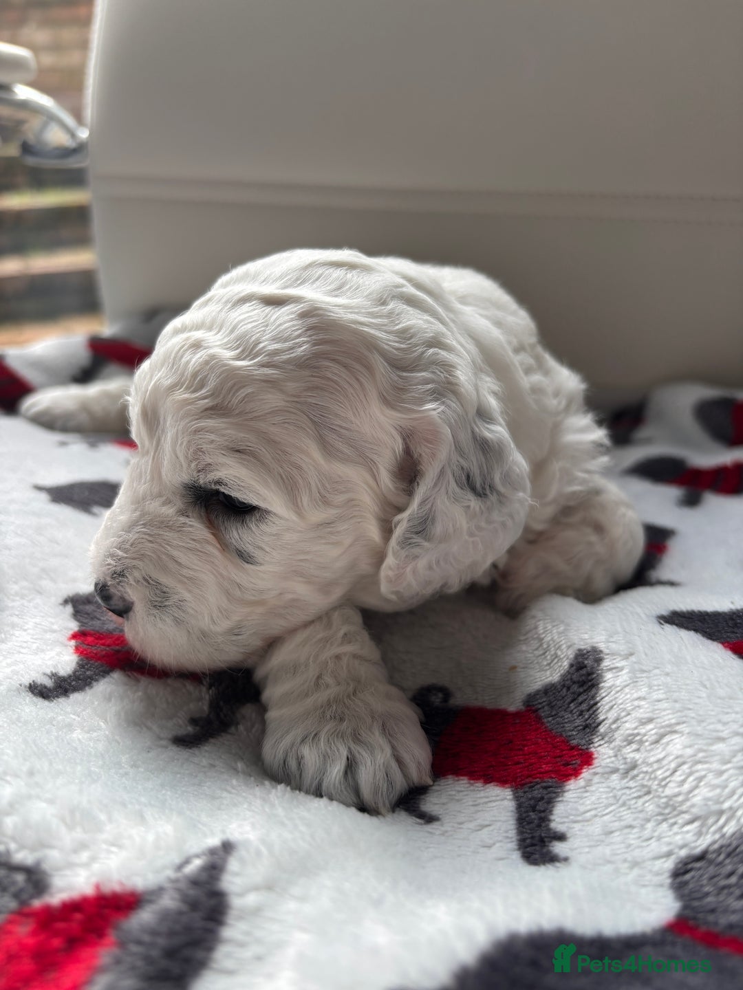 Cockapoo dogs for sale: Adorable F2 Cockapoo Puppies - First Litter  - Advert 21