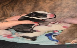 Mixed Breed dogs for sale: Pocket bullies x blue staff - Image 5