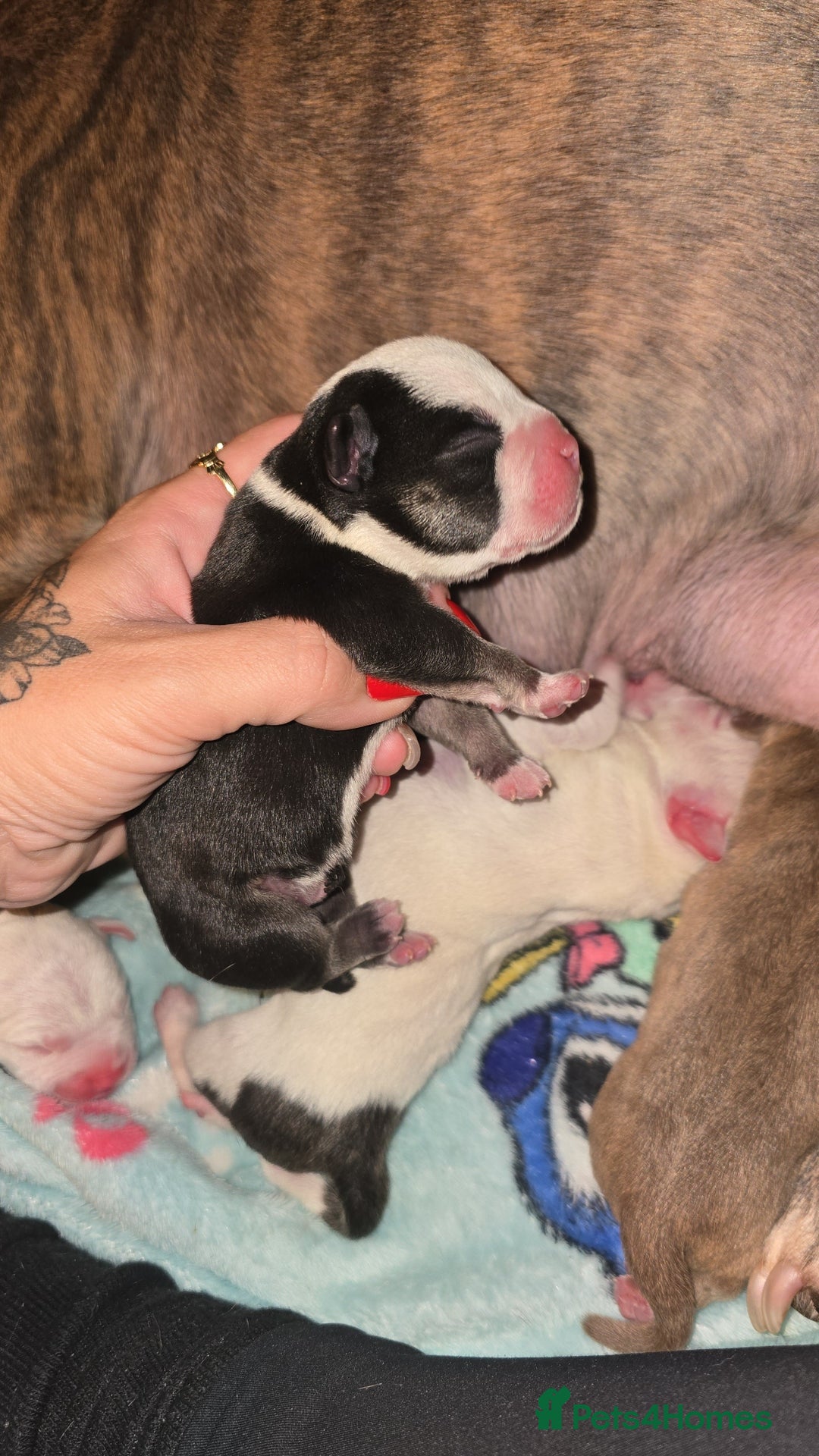 Mixed Breed dogs for sale: Pocket bullies x blue staff - Image 5