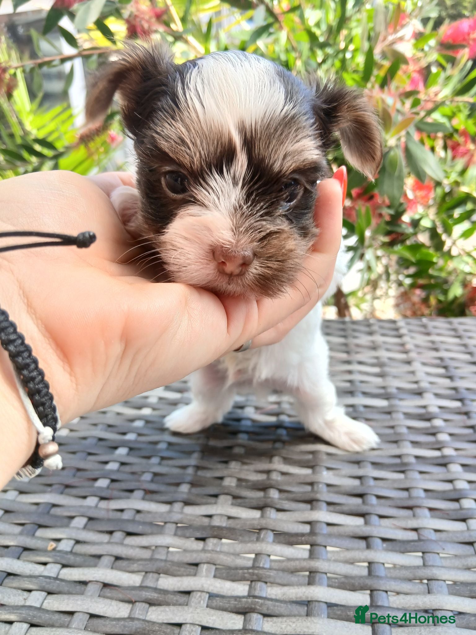 Biewer Terrier dogs Mini Purebred Biwer Yorkshire Terrier Puppies - Advert 1