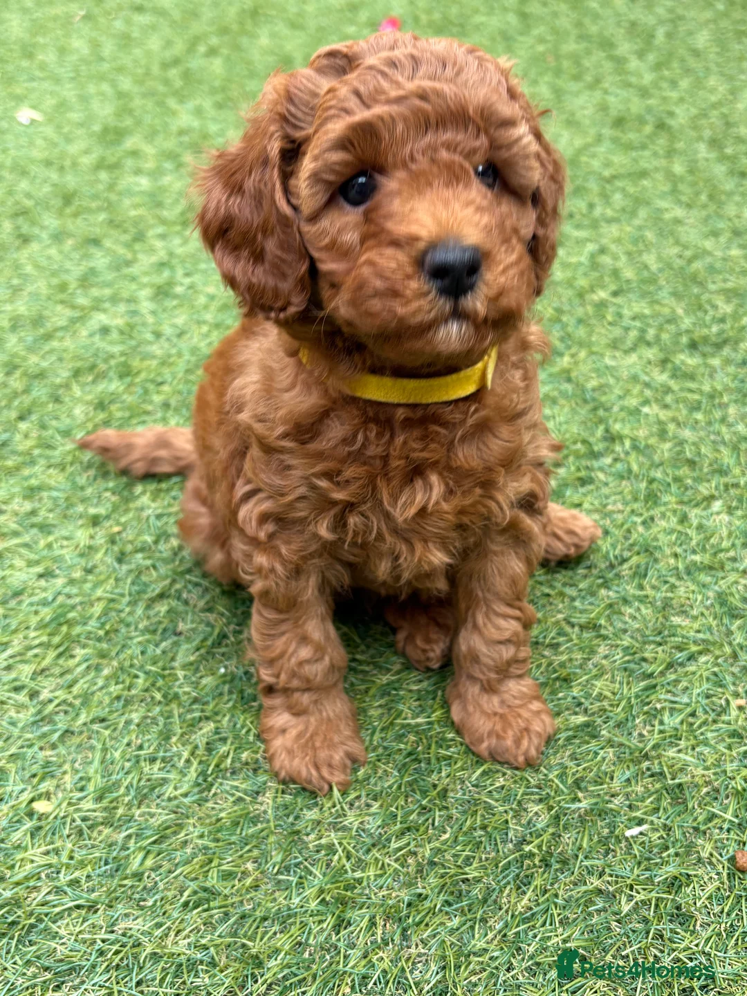 Cavapoo dogs for sale: F1b Cavapoo Puppies - Advert 2