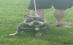 Shorty Bull dogs for sale: Blue and tan pocket bully - Image 1