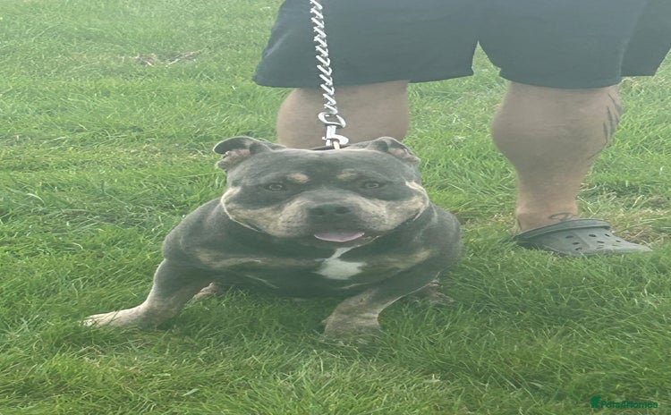 Shorty Bull dogs - Advert 1