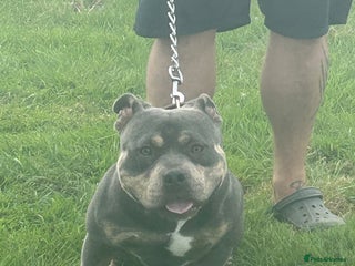 Shorty Bull dogs - Advert 3