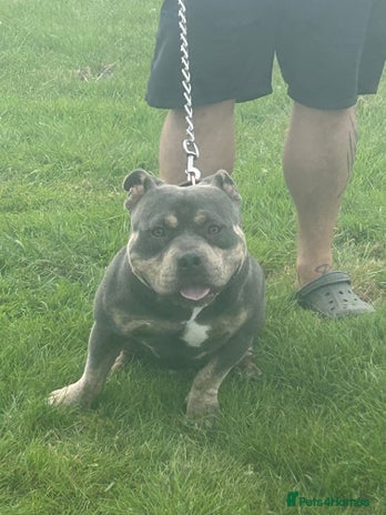Shorty Bull dogs - Advert 3