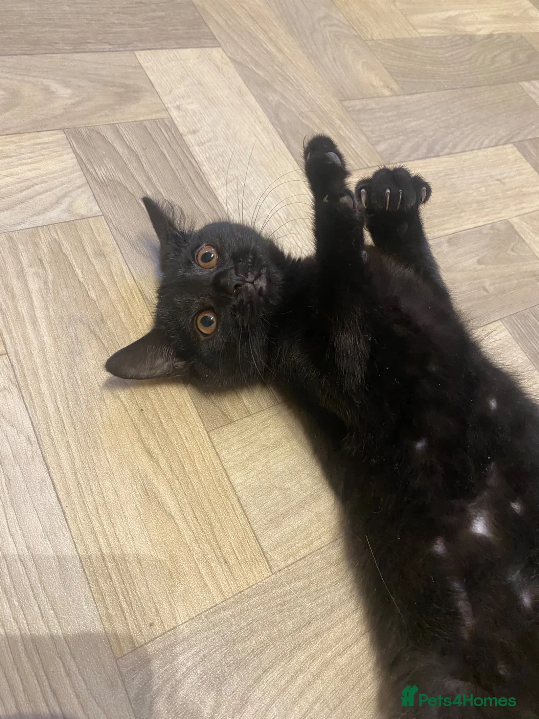 British Shorthair cats for sale: British short hair mix in Wellingborough - Advert 2