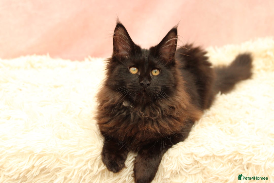 Maine Coon cats for sale: 🔥Last Maine Coon kitten available 🔥 - Image 22