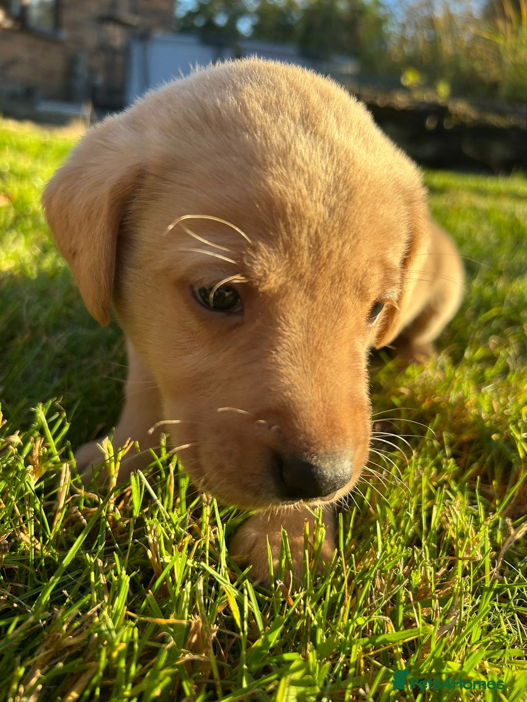 Labrador Retriever dogs for sale: Fox Red Labrador Puppies for Sale - Advert 8