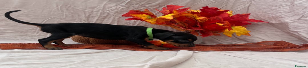 Dobermann Puppy 10- Lime green collar