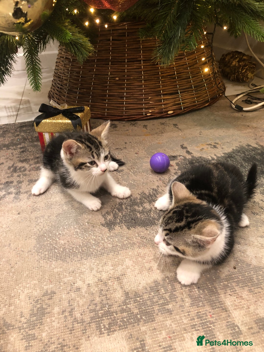 Mixed Breed cats for sale: 4 Lovely kittens for sale  - Advert 4